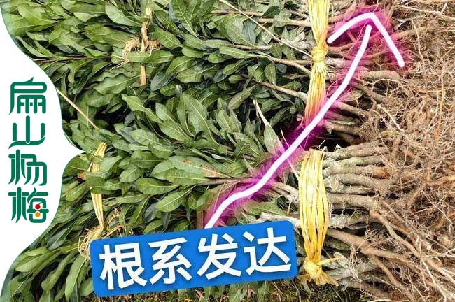 連雲港早熟（shú）楊梅苗批發