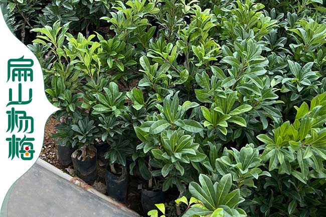庭院陽台南方天台上種植楊（yáng）梅苗 內江TM台梅東魁白水晶-內江楊梅苗