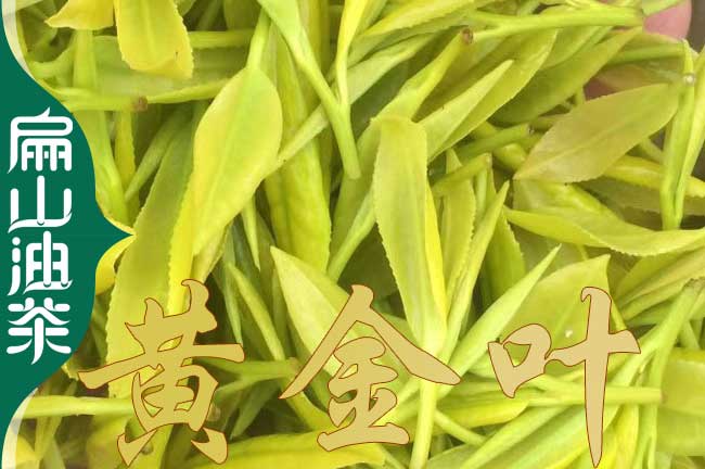 台州茶葉(yè)苗培育 台州茶(chá)葉苗培育