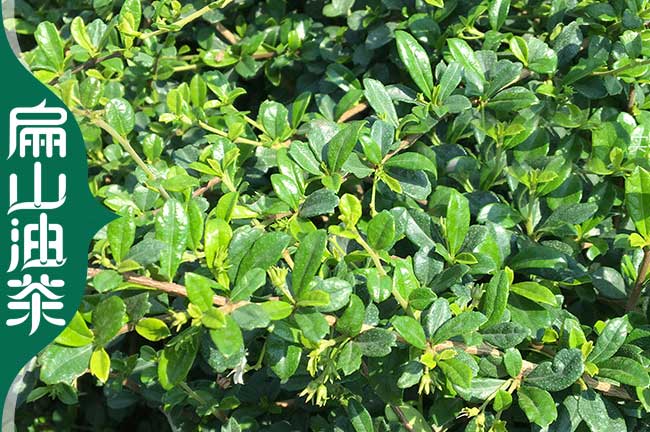 台州茶葉苗批發(fā) 台州(zhōu)茶(chá)葉苗批發