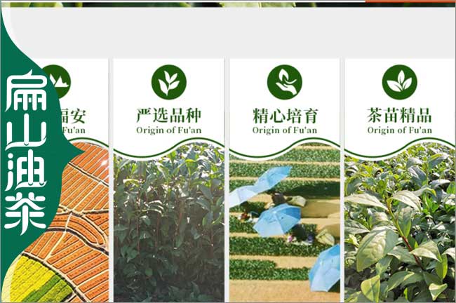 台州茶苗培育 台州茶苗培育