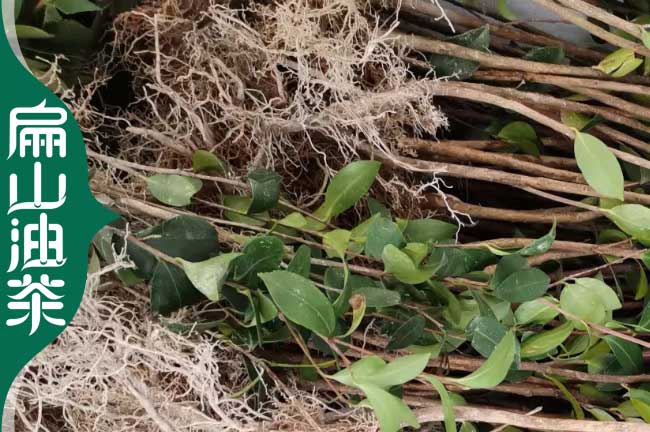 台州2年茶樹苗培育(yù) 台州2年茶樹苗培(péi)育