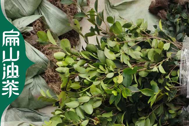 台州1年油茶苗培育(yù) 台州1年油茶苗培育