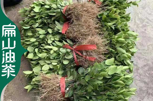 台州30公分油茶苗(miáo)培育 台州30公分油茶苗培育