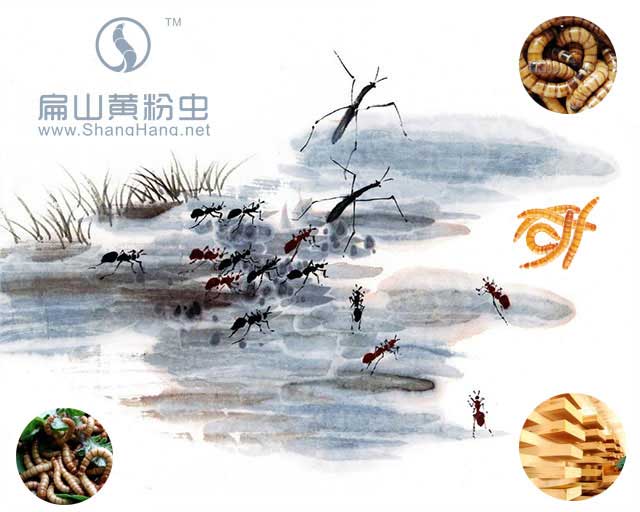 黃粉蟲養殖網（wǎng）友情鏈接