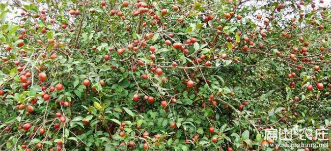 贛石53號油（yóu）茶苗