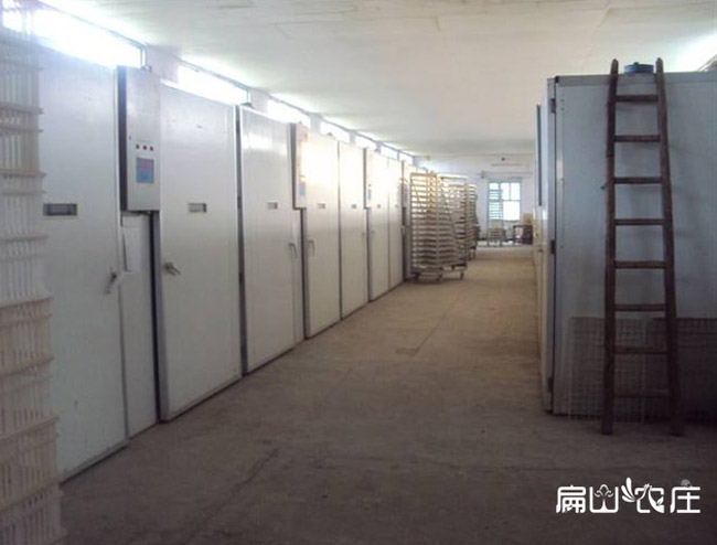 扁山農莊土雞苗孵化車間(jiān) 扁山農莊土雞苗(miáo)孵(fū)化車間