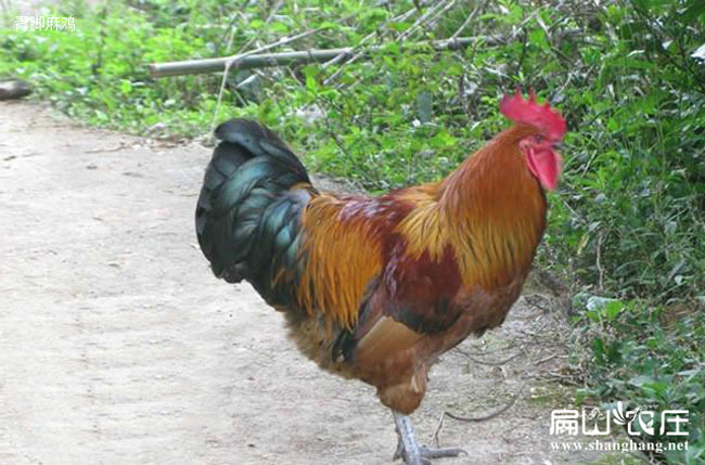福建(jiàn)青腳雞苗批發 福建青腳雞(jī)苗批發