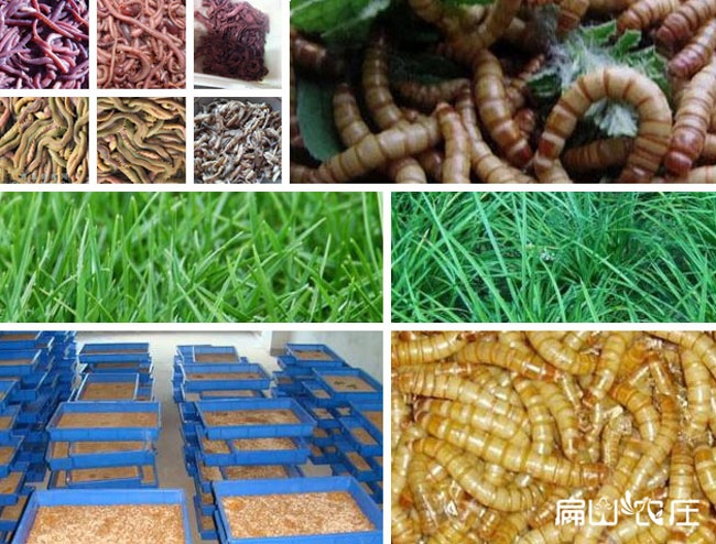 扁山農莊土雞食物(wù)展示 扁山農莊土雞食物展示