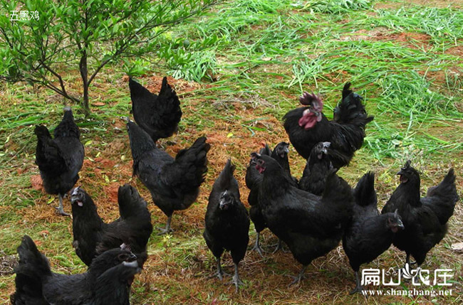 扁山農莊正貨五黑雞基地 扁山農莊正(zhèng)貨五黑雞基(jī)地(dì)