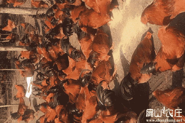 福州公雞批發 福州公雞批發