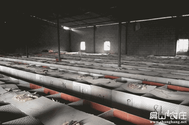 泉州竹鼠養殖基地圖片 泉州竹鼠養殖基地圖片
