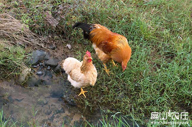 長汀河田雞(jī)養殖基(jī)地 長汀河田雞養(yǎng)殖基地