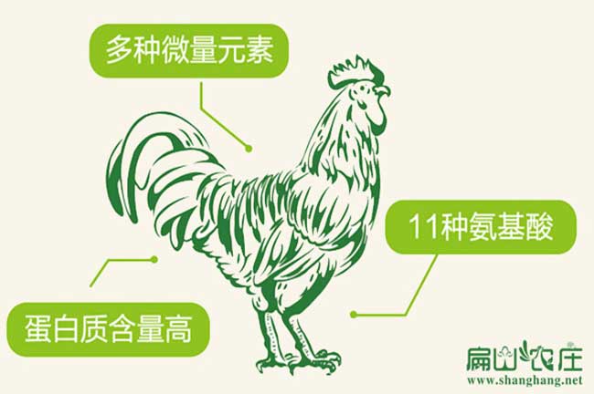 長汀河田土雞養殖 長(zhǎng)汀河田土雞養殖