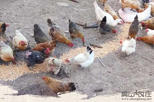 內蒙古大中散養土(tǔ)雞苗孵化 內蒙古大中散養土雞苗孵化