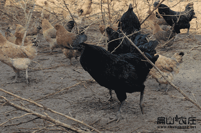 漳州綠殼蛋雞苗大中養殖場