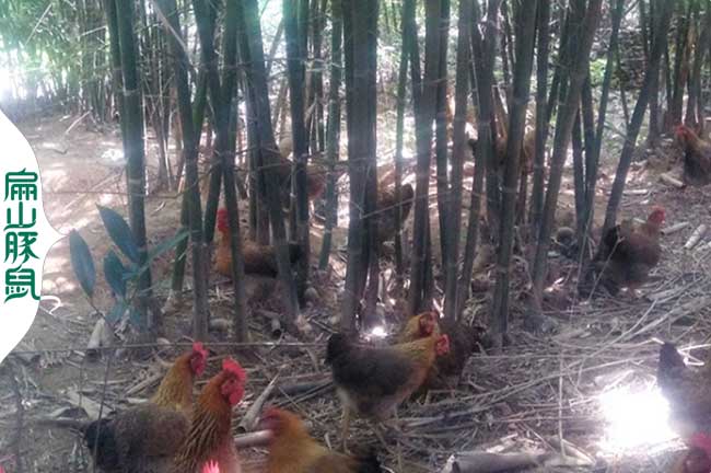 龍岩散養老公雞（jī）蛋雞批發基地