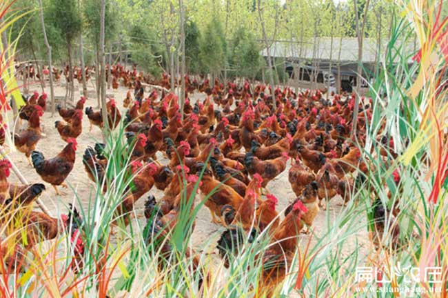 泉州石獅野雞(jī)苗基地 泉州石獅野雞苗基地