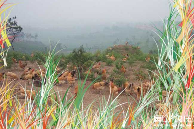 荊州大（dà）中的農家土雞基地