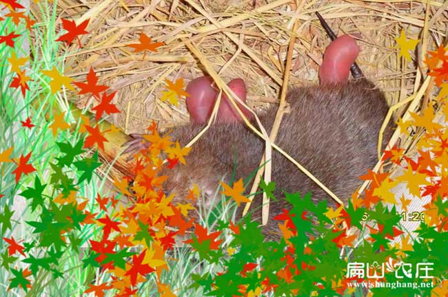 湖南竹鼠苗繁殖基（jī）地