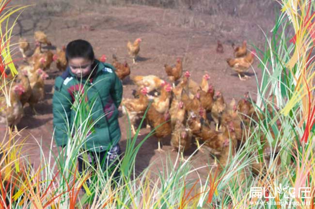 冬天怎麽樣提高散養草雞多產蛋個數？