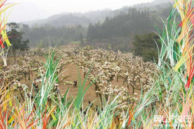 河南大中的生態土（tǔ）雞養殖基地 河南土雞苗孵化場