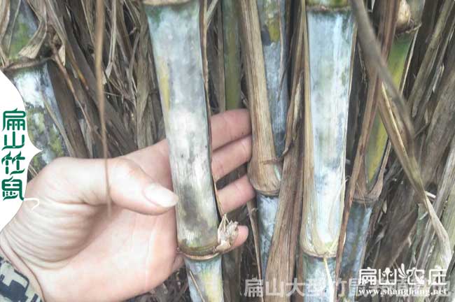 竹鼠食物