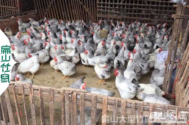 簡單實用雞舍設計