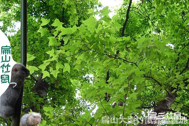 枫树