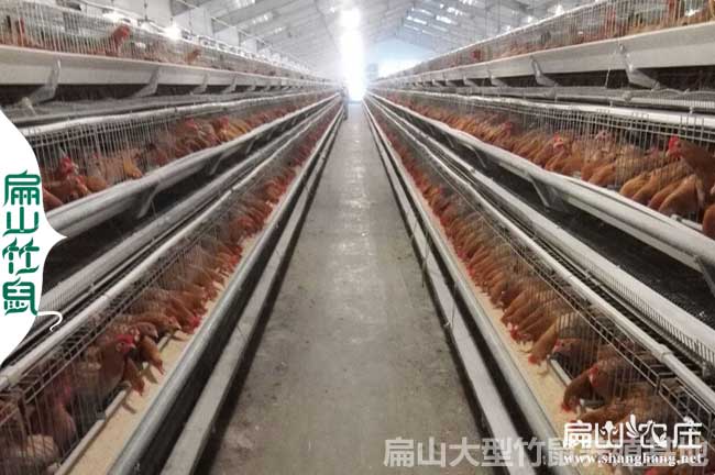 2024農村籠養土雞的注意（yì）事項
