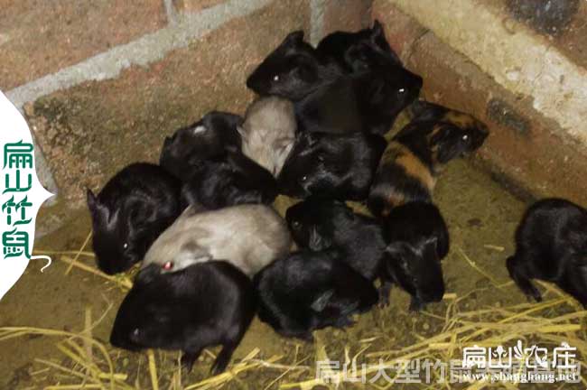 重慶竹鼠苗批發（fā）價格
