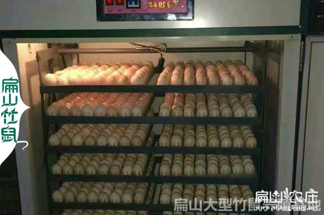 福建大型雞苗孵化設備
