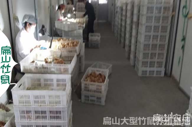福建龍岩上杭漳州貴妃雞苗孵化基地養殖場批發價格