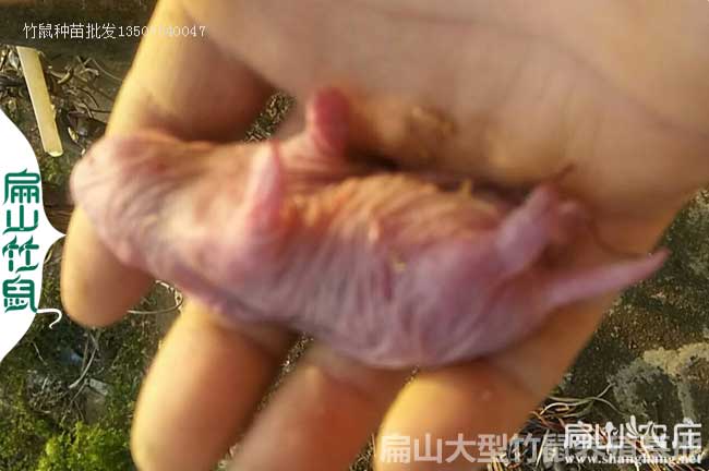 剛出生的竹鼠種苗（miáo）