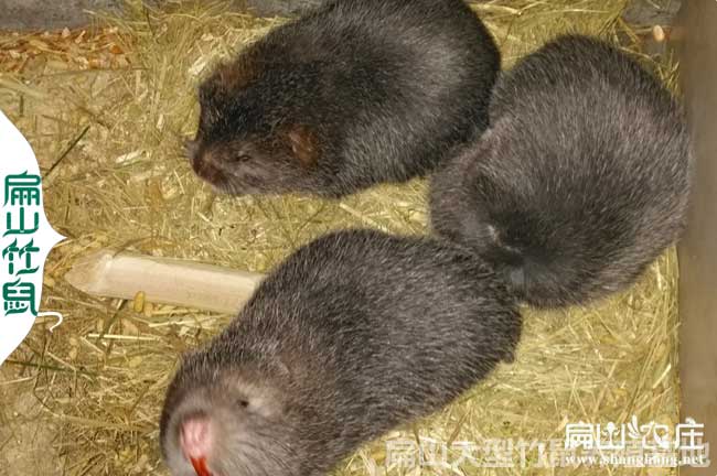 南平大中（zhōng）的竹鼠養（yǎng）殖基地