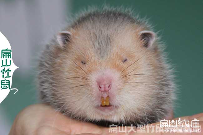 貴（guì）州竹鼠種苗批發（fā）