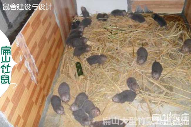 貴（guì）陽竹鼠養殖合作社