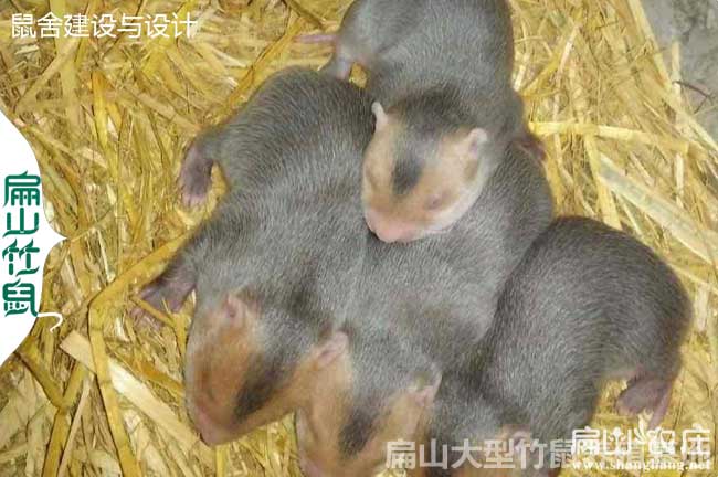 貴陽竹鼠批發（fā）