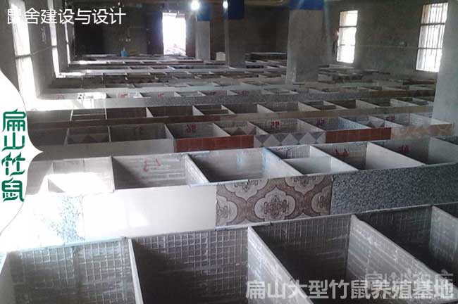 融水銀星（xīng）c紅頰竹鼠養殖基地