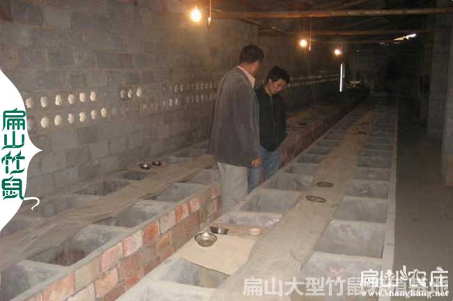 荔城竹鼠種（zhǒng）苗批發（fā）