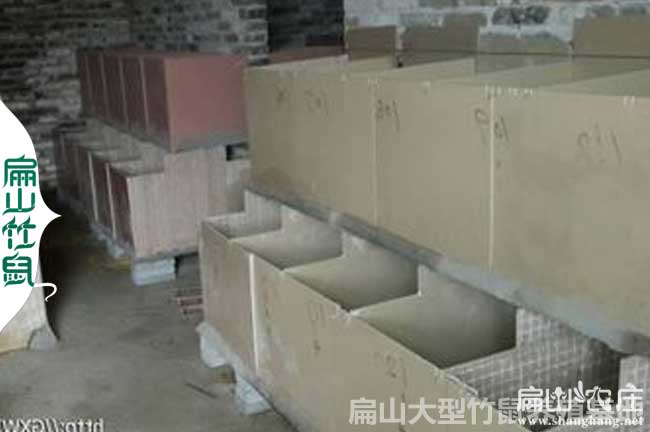 邕寧竹鼠養殖基地