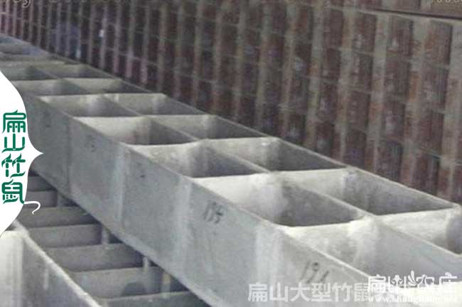 百色竹（zhú）鼠種苗（miáo）批發