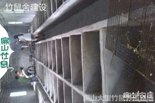 柳州三江、融水竹鼠（shǔ）養殖合作社