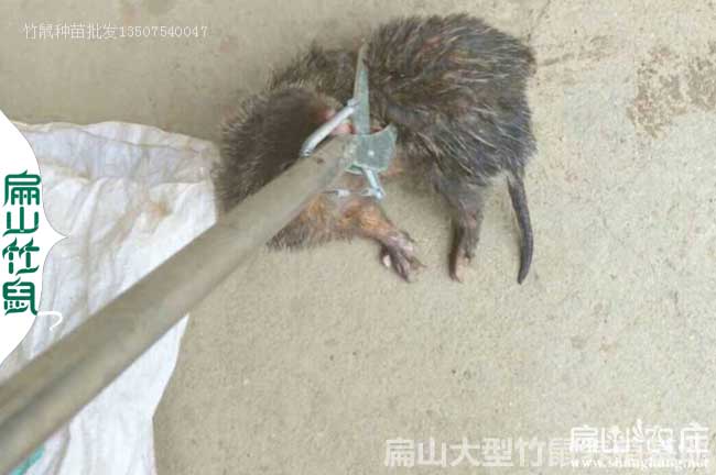 竹鼠尾（wěi）巴濕濕