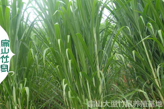 貴州黔(qián)東南竹鼠苗 貴州黔東南竹鼠苗
