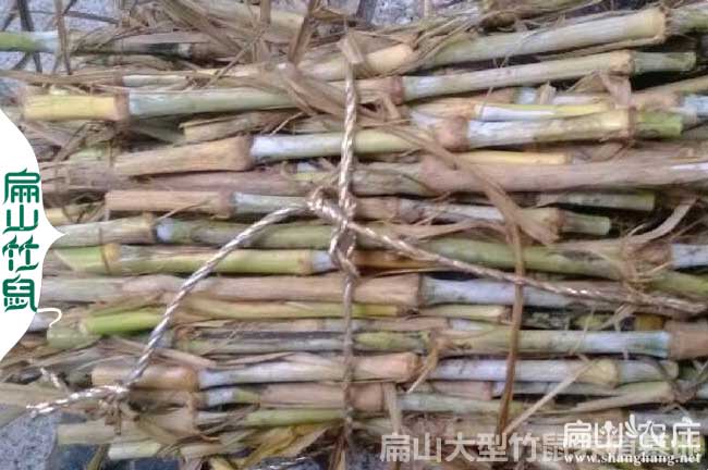 竹鼠吃黄竹草