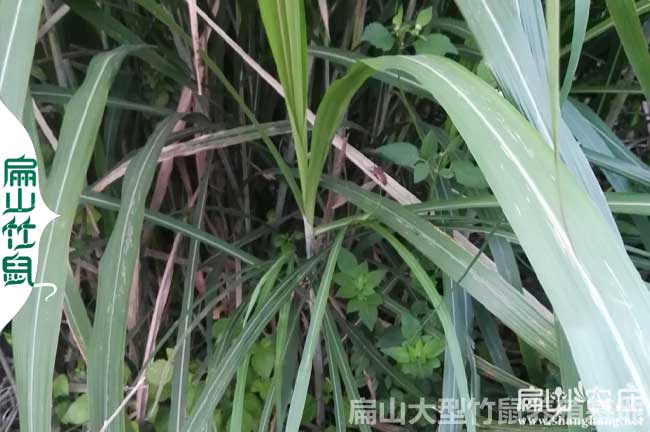 桂林皇竹草（cǎo）種植