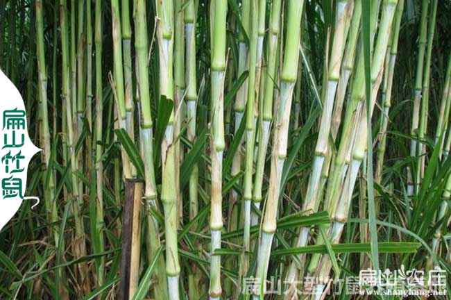 竹鼠感冒吃竹（zhú）子