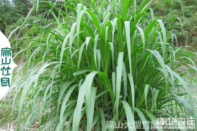 張家（jiā）界皇竹草