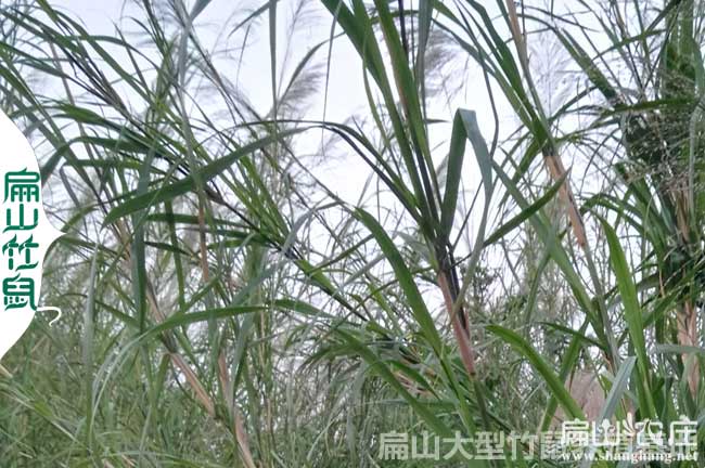 貴陽竹鼠芒（máng）草（cǎo）